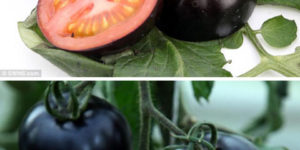 Britain’s first black tomatoes.