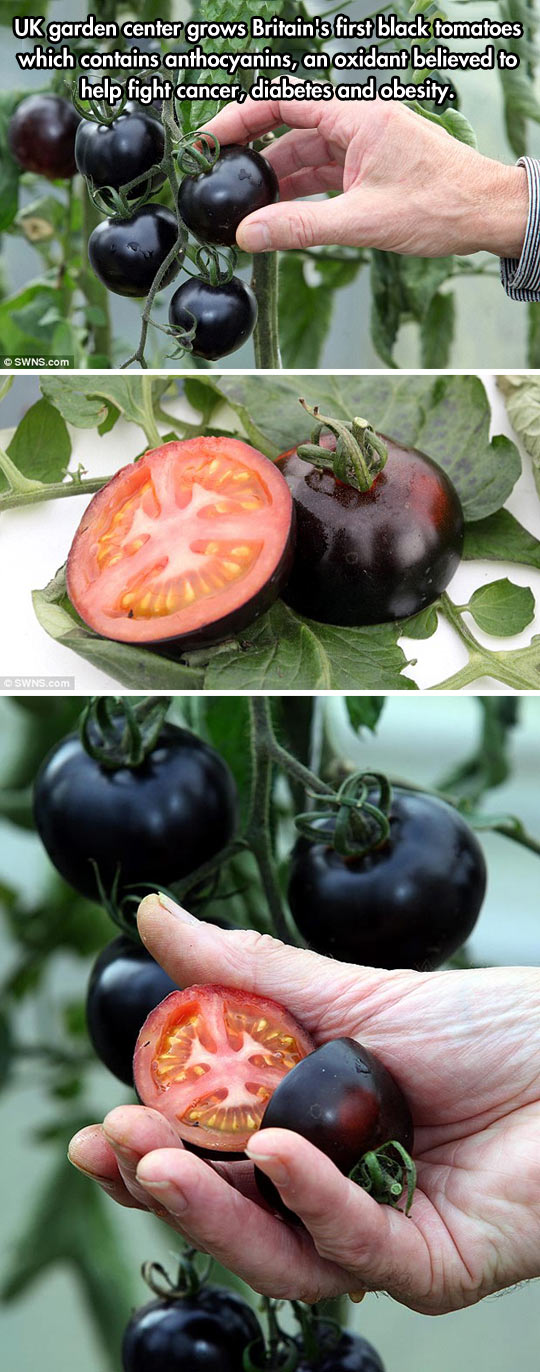 Britain's first black tomatoes.