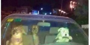 That’s just the problem with letting dogs drive…