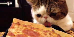 Cats can have, a little pizza.