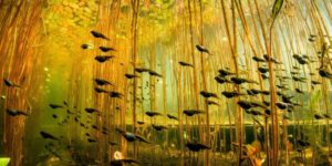 Group of swimming tadpoles.