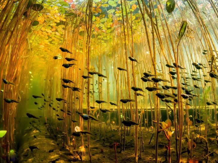Group of swimming tadpoles.