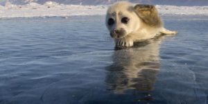 Baikal Seal puppy waves goodbye in Russia.