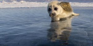 Baikal Seal puppy waves goodbye in Russia.