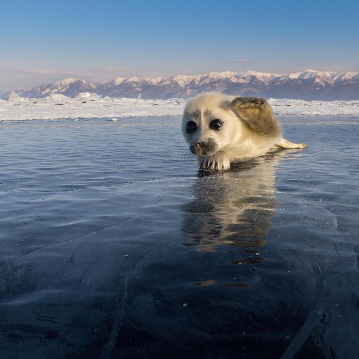 Baikal Seal puppy waves goodbye in Russia.