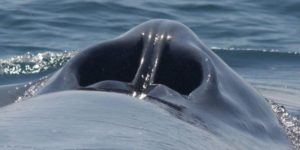 A blue whale’s blow hole looks just like a giant nose.