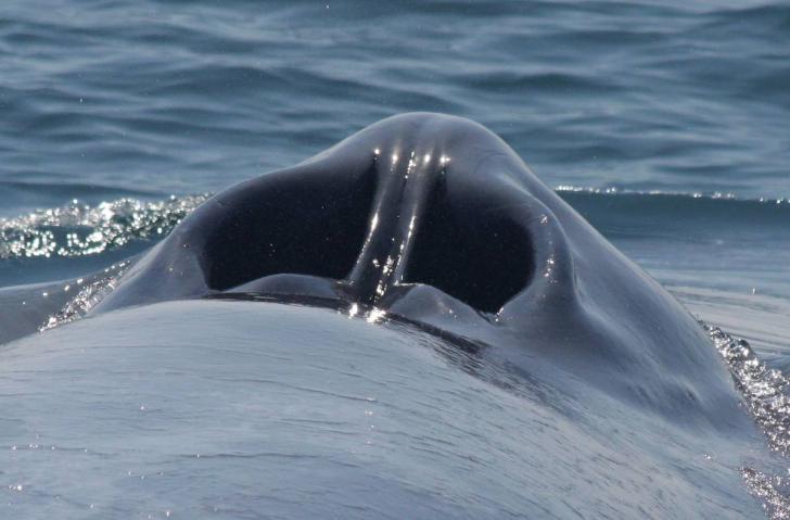 A blue whale's blow hole looks just like a giant nose.