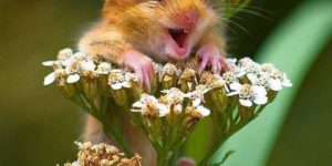 The happiest hamster I’ve ever seen.