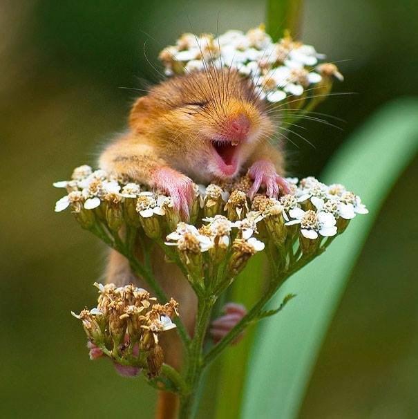 The happiest hamster I've ever seen.