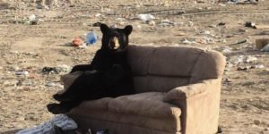 Bears in couches, Canada.