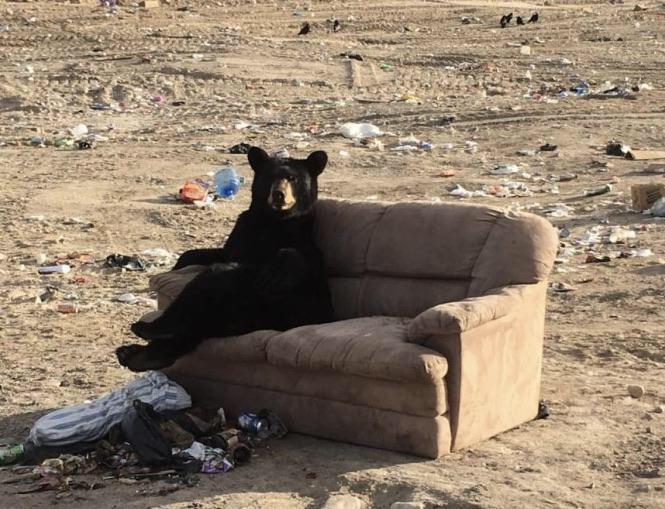 Bears in couches, Canada.