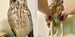 Turns out, owls have legs.