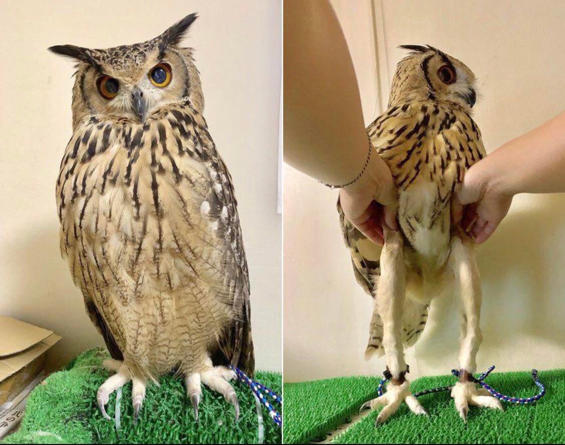 Turns out, owls have legs. 