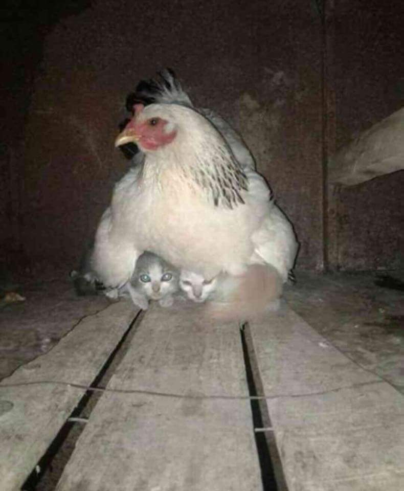 Momma hen looking after stray kittens during a thunderstorm.