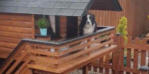 This dog has a nicer house than you, probably