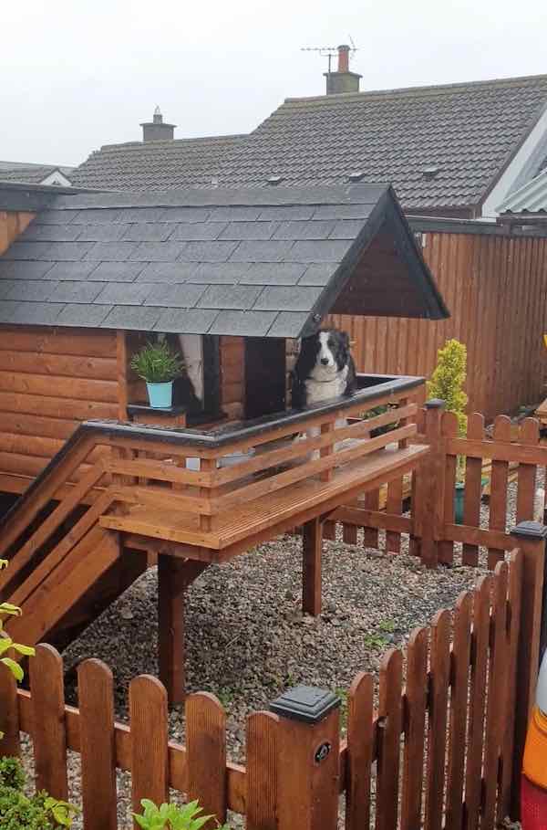 This dog has a nicer house than you, probably