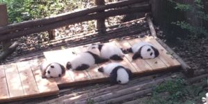 Panda life.