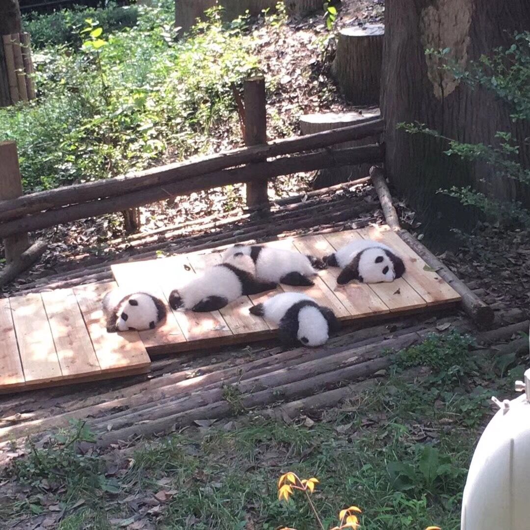 Panda life.