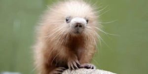 A+baby+porcupine+is+called+a+porcupette%2C+allegedly.