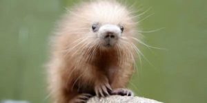 A baby porcupine is called a porcupette, allegedly.