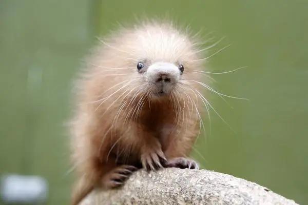A baby porcupine is called a porcupette, allegedly.