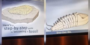 How to become a fossil