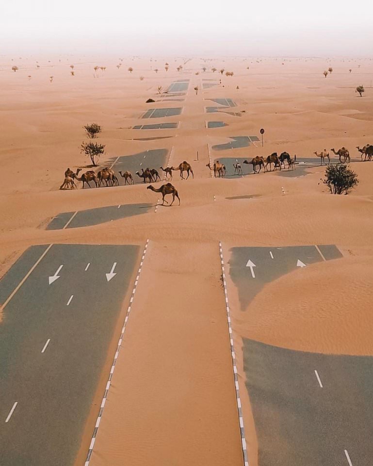 Why did the camel cross the road?