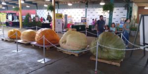 The largest four pumpkins at the Ohio State Fair