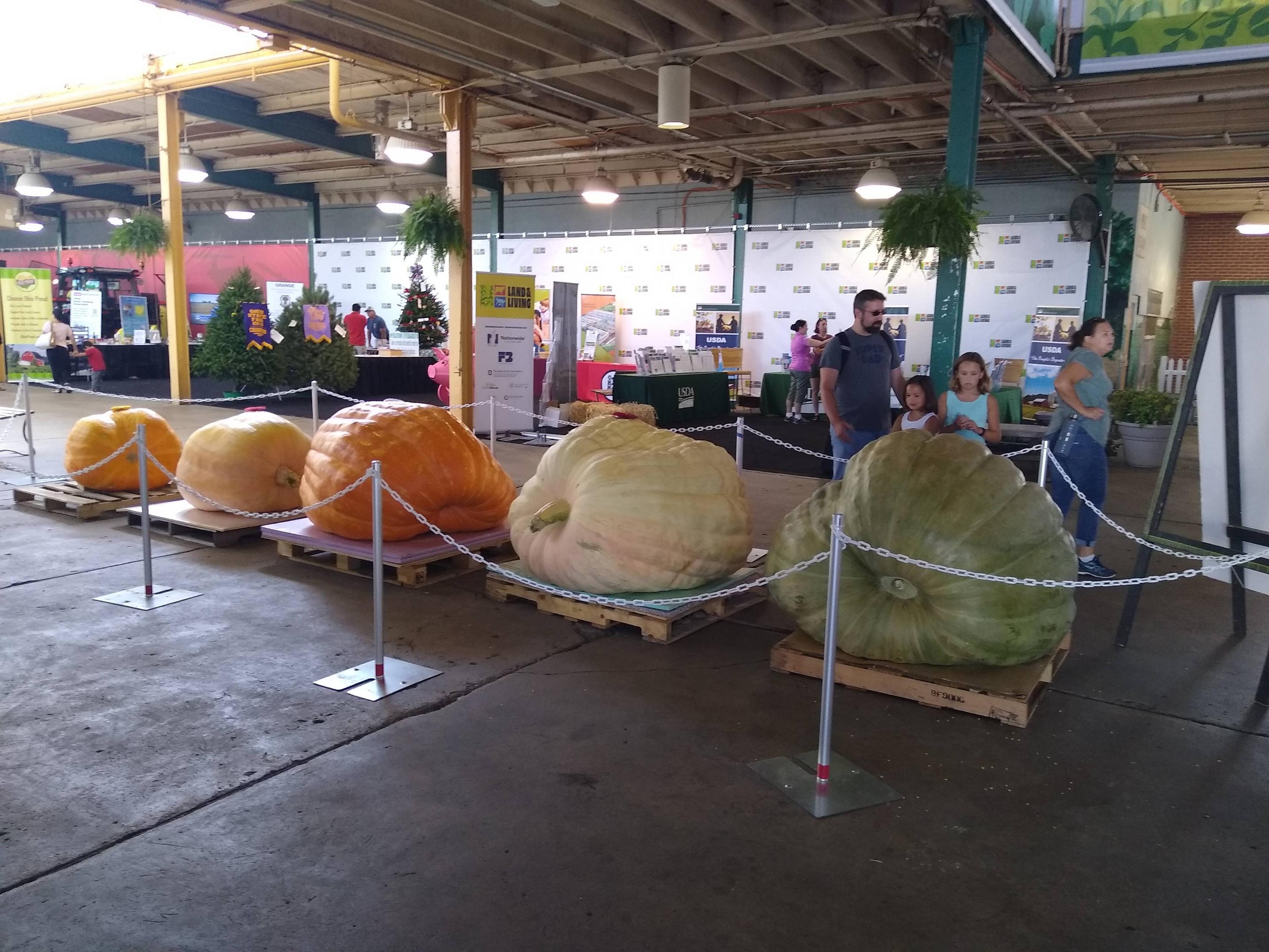 The largest four pumpkins at the Ohio State Fair