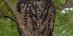 The stygian owl (Asio stygius) eats the souls of small to medium sized rodents for meals.