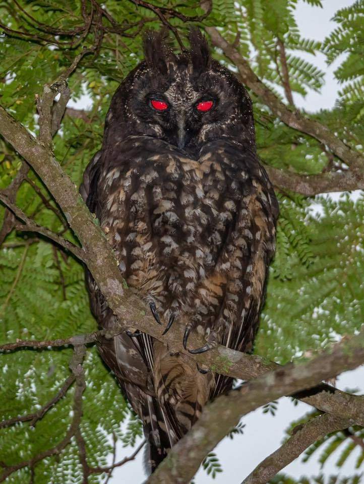The stygian owl (Asio stygius) eats the souls of small to medium sized rodents for meals.