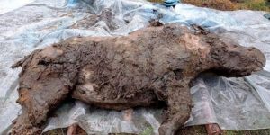 A Preserved Ice Age Woolly Rhino Discovered in Siberia