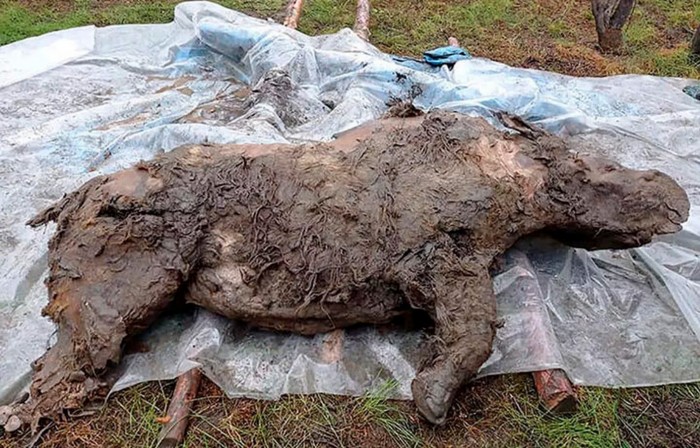 A Preserved Ice Age Woolly Rhino Discovered in Siberia 