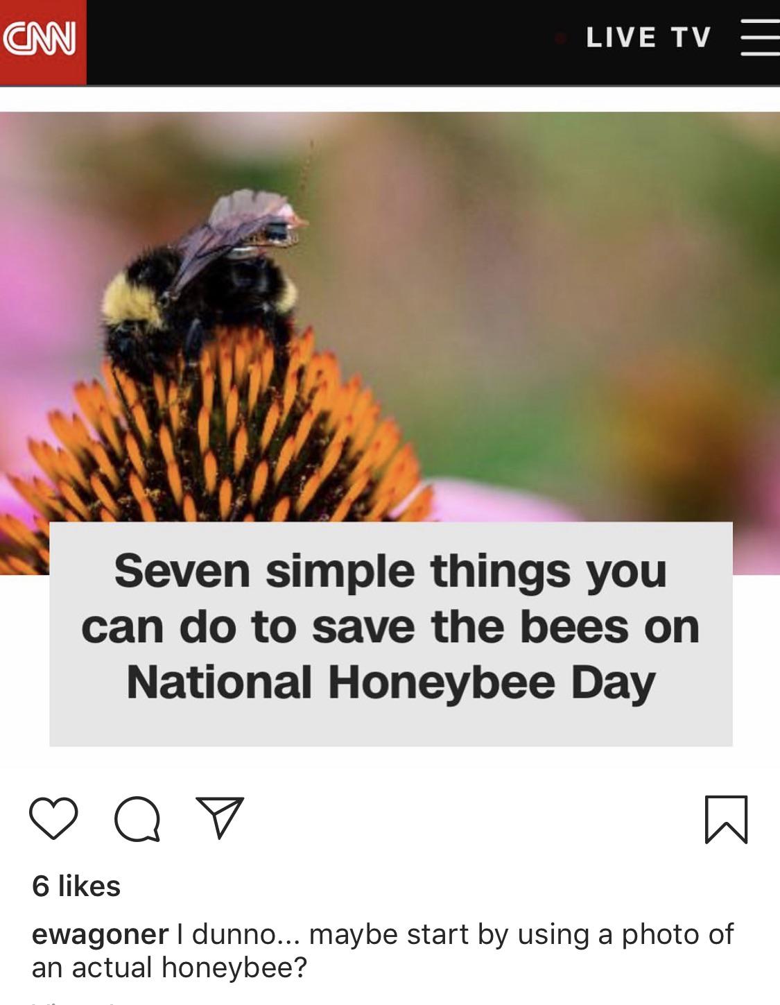 Bees?