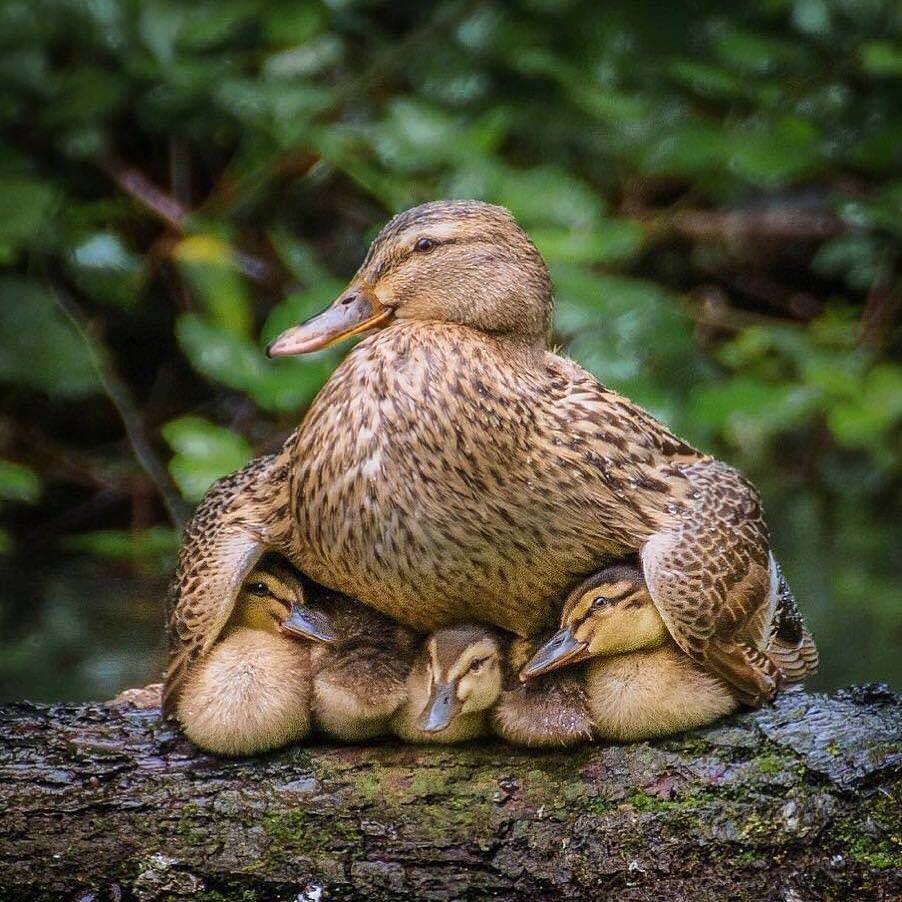 Mama duck
