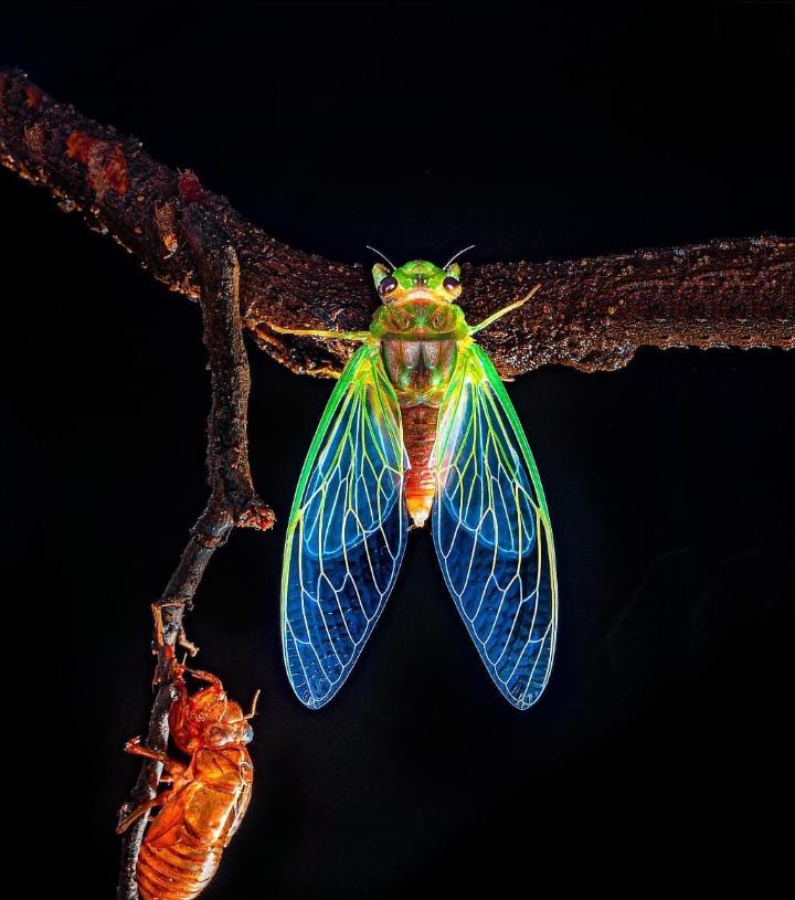 A lovely, freshly molted cicada specimen.