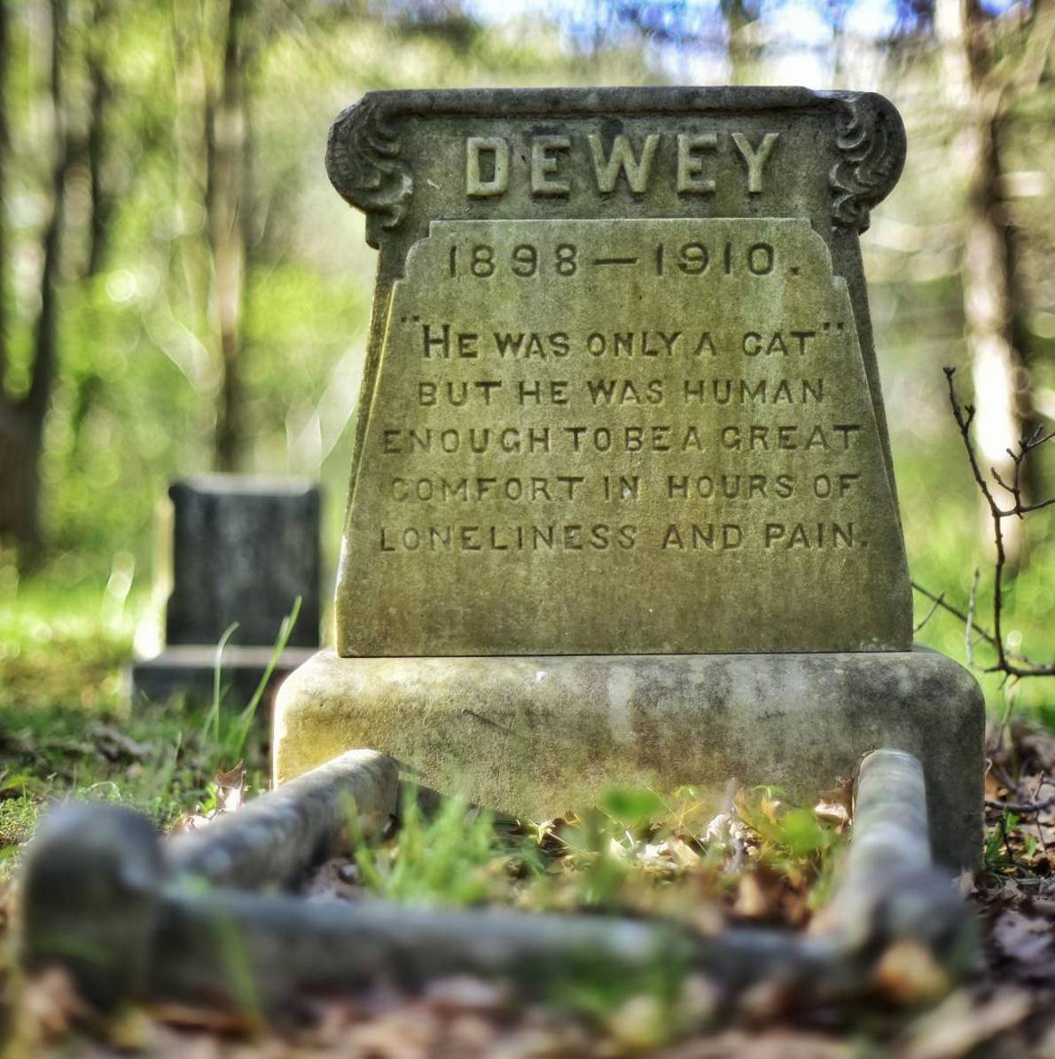 RIP in Peace, Dewey the gato. 