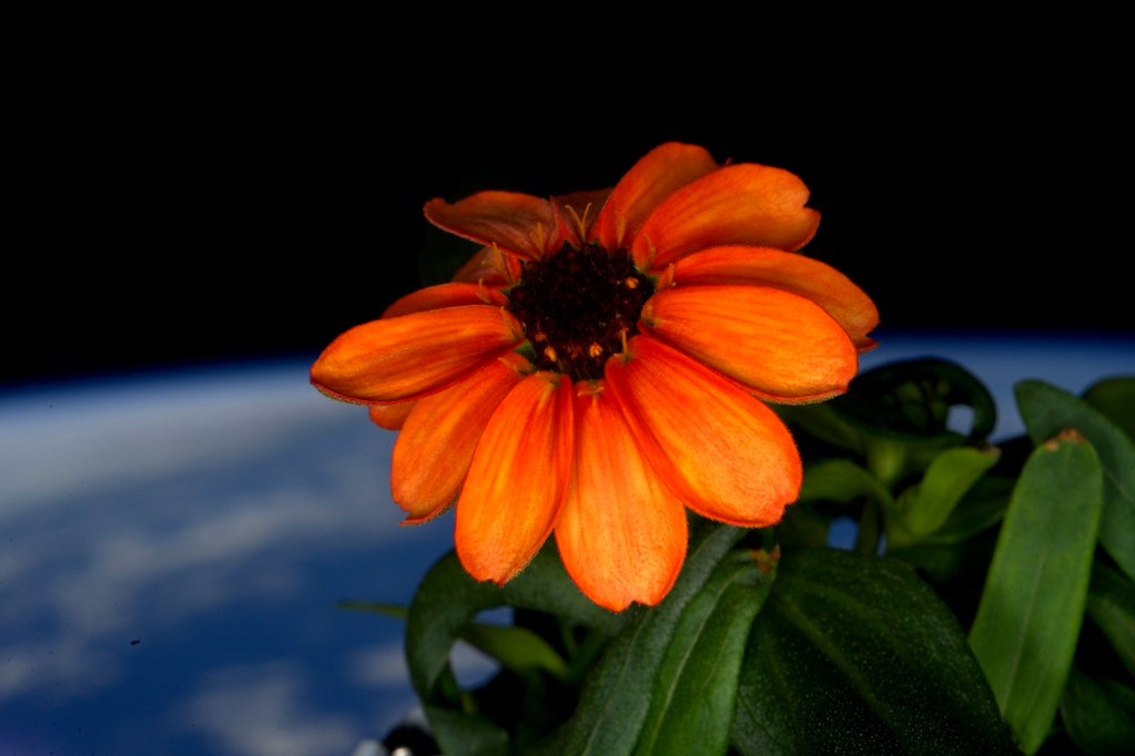 This is the first flower ever grown entirely in space.