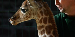 Meet Little Margaret – The adorable baby giraffe.