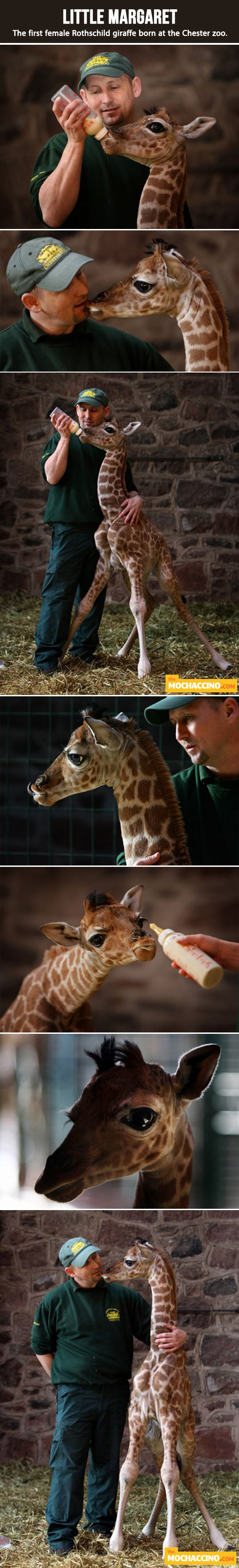 Meet Little Margaret - The adorable baby giraffe.