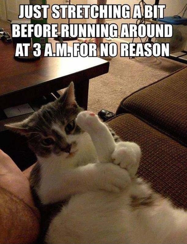 Scumbag cat.