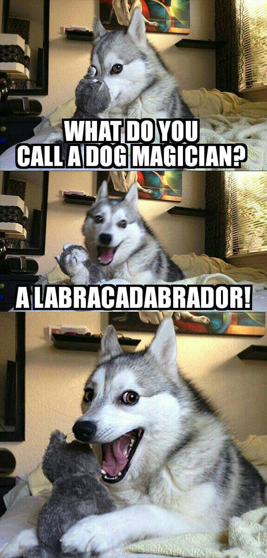 What do you call a dog magician.