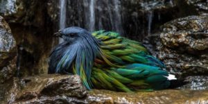 Nicobar Pigeon