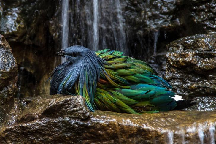 Nicobar Pigeon