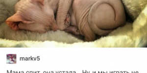 Nude Russian Cats