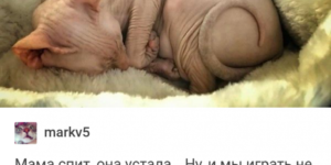 Nude+Russian+Cats