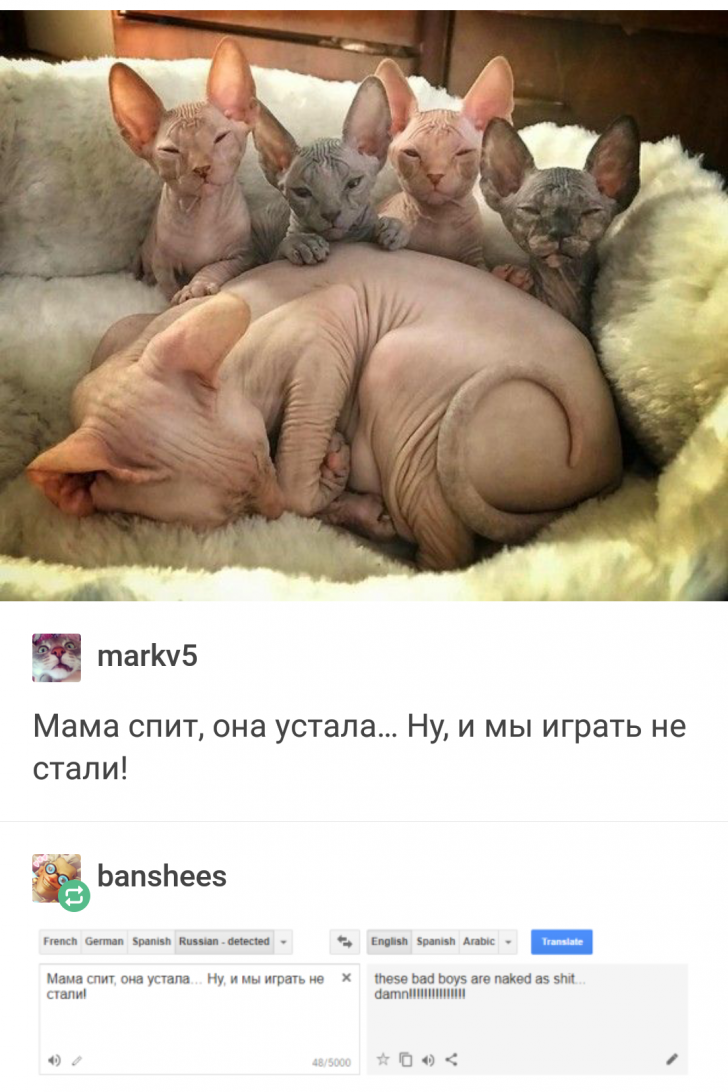 Nude Russian Cats