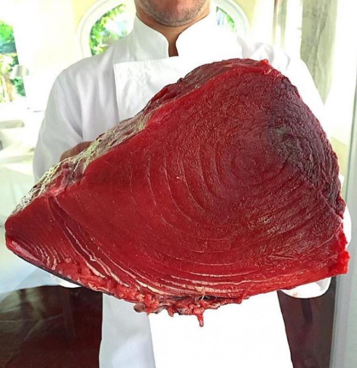 9kg piece of red tuna. I would eat all of this.