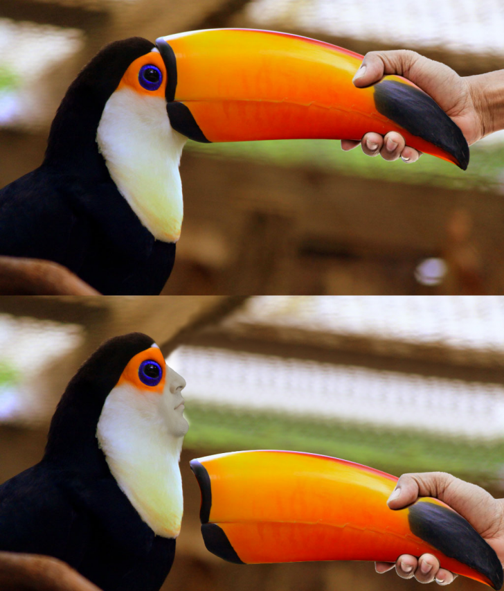 I do not like toucans.