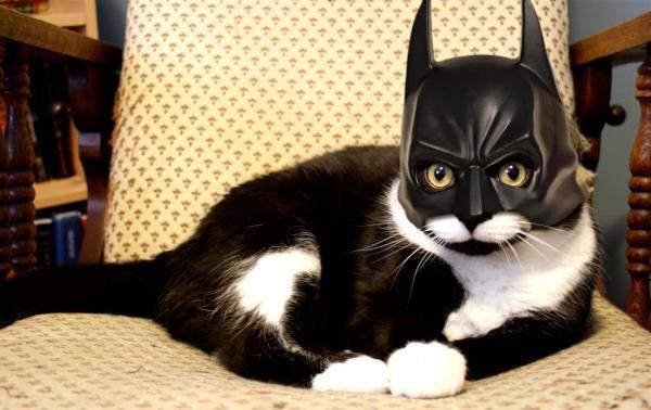 Bat Cat.